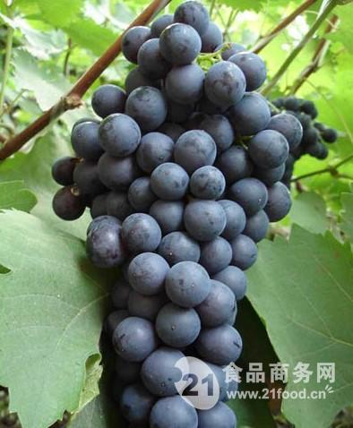 今日葡萄行情，葡萄的成長之旅與勵志人生啟示