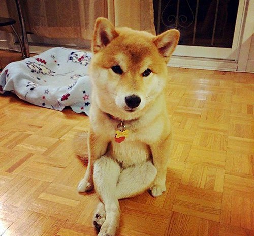 柴犬最新動態(tài)與時代回顧，背景、事件與地位深度解析